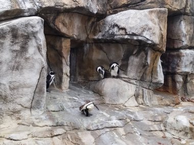 Afrika pengueni, Spheniscus demersus, kayalık bir mağara üzerinde. Dört hayvan numuneleri. Ayrıca eşek veya Siyah ayaklı penguen olarak da bilinir.