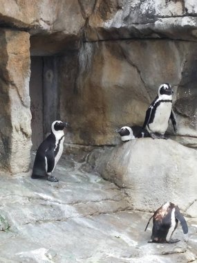 Afrika penguen hayvanları grubu, Spheniscus demersus, kayalık bir mağara üzerinde. Ayrıca eşek veya Siyah ayaklı penguen olarak da bilinir.