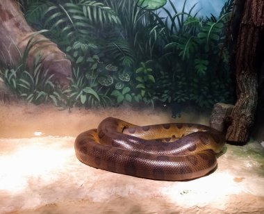 Yeşil Anaconda, Eunectes murinus, ayrıca su Boa olarak da bilinir. Güney Amerika 'dan gelen zehirli olmayan hayvan. Bir hayvanat bahçesinde bir reptiliary içinde Boa.
