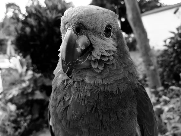 Černobílý Portrét Velké Exempláře Amazona Aestiva Zelený Papoušek Žluté Tváře — Stock fotografie