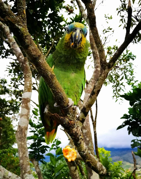 Amazona Aestiva Papagaio Verde Com Bochechas Amarelas Testa Azul Subindo — Fotografia de Stock