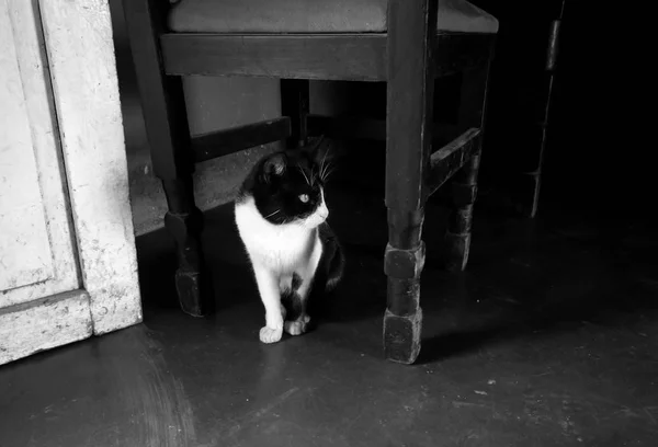 Belo Gato Smoking Preto Branco Dentro Uma Casa Abaixo Uma — Fotografia de Stock