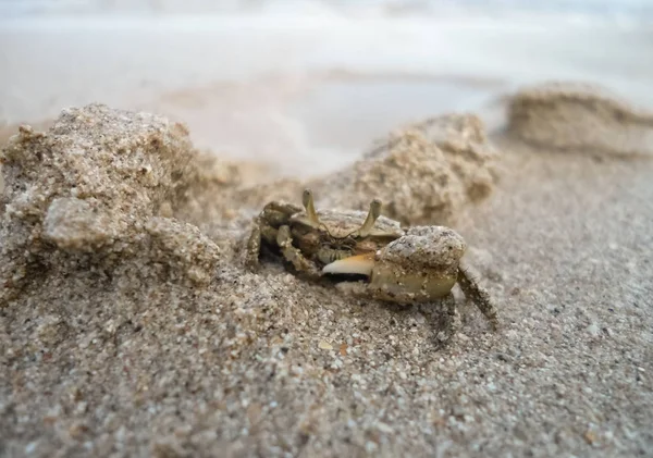 Belo Caranguejo Escondido Debaixo Areia Numa Praia Detalhe Sua Grande — Fotografia de Stock