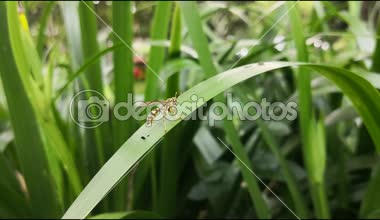 Ağır çekim görüntüleri üzerinde yeşil bir yaprak doğa arka plan ile onun baş ve anten dokunaklı siyah çizgili sarı ceket wasp. Hymenoptera, kanatlı böcek.