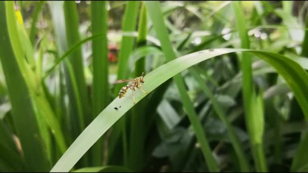 慢动作素材的黄色夹克黄蜂与黑色条纹触摸其头部和触角上的绿色叶子与自然背景 翅目昆虫 — 图库视频影像