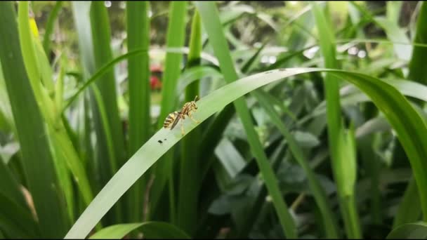 Imágenes Cámara Lenta Una Avispa Chaqueta Amarilla Con Rayas Negras — Vídeos de Stock