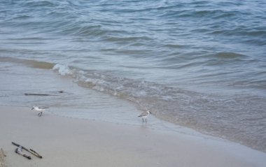 İki ötücüler gıda kum arıyorum. Ayrıntı su ve denizin dalgaları.