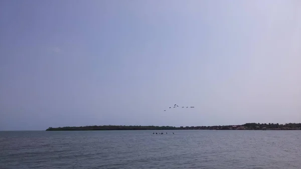Panoramic View Great Ocean Horizon Bay Pelicans Fishing Flying Formation — Stock Photo, Image