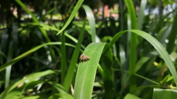 Schöne Hellbraune Springspinne Auf Einem Grünen Großen Blatt Die Ihre — Stockvideo