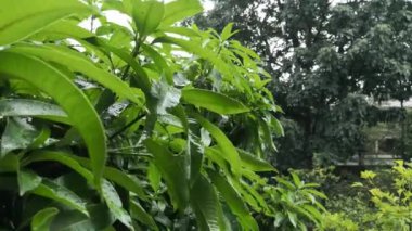 Güçlü fırtına parlak yeşil yaprakların bir mango ağacının ayrıntı Sıçrayan su damlacıkları ile düşüyor