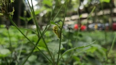 Siyah spicules yabani bir bitki yapraklarda yeme ile güzel sarı tırtıl