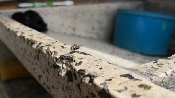 Petite Mouche Domestique Preening Son Corps Ses Ailes Avec Ses — Video