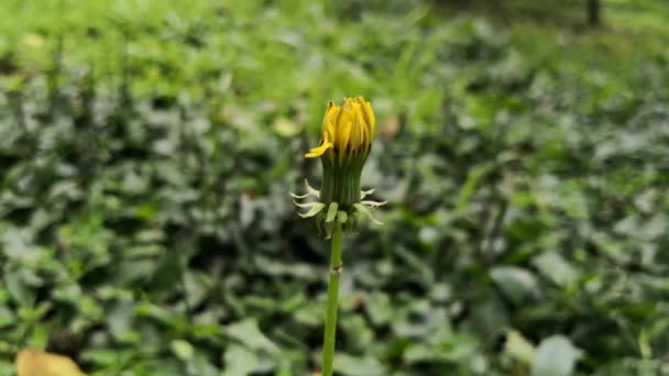 Schöne Geschlossene Löwenzahnblüte Von Weißer Und Gelber Farbe Die Sich — Stockvideo