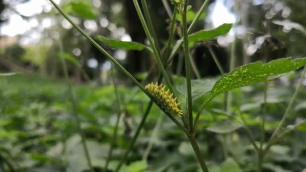 Mooie Gele Caterpillar Met Detail Van Zijn Zwarte Stekels Lopen — Stockvideo