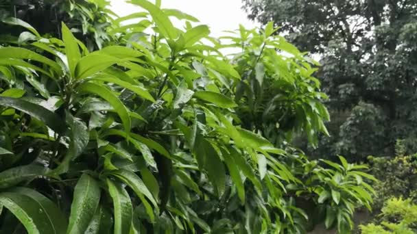 Pioggia Torrenziale Che Cade Sulle Foglie Verdi Albero Mango — Video Stock