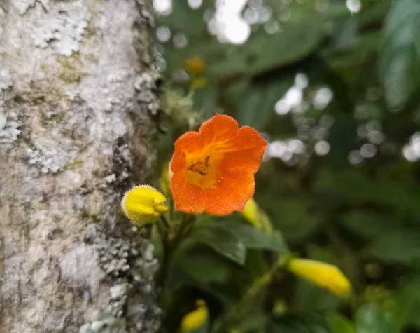 Pequena Flor Laranja Cinco Pétalas Lado Tronco Uma Árvore Uma — Fotografia de Stock