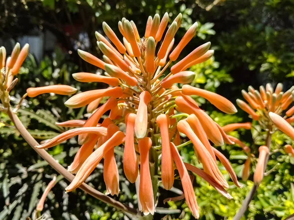 Detallados Brotes Aloe Vera Suave Flor Naranja Jardín Soleado Con — Foto de Stock