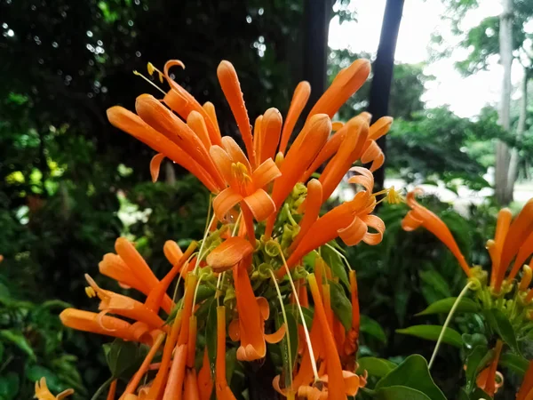 Ramo Flores Color Naranja Veneno Pirostegia Con Fondo Vegetación Natural — Foto de Stock