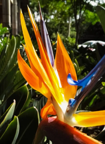 Strelitzia Reginae Bela Flor Exótica Laranja Também Conhecida Como Strelitzia — Fotografia de Stock