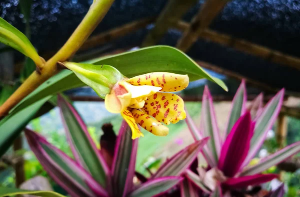 Orquídea Pequeña Leopardo Amarillo Con Pétalos Duros Manchas Marrones Ansellia — Foto de Stock