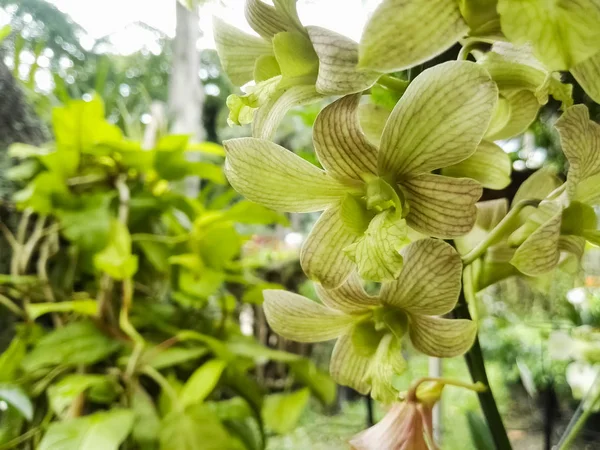 Ramo Flores Tropicales Exóticas Orquídeas Verdes Dendrobium Que Cuelgan Con — Foto de Stock