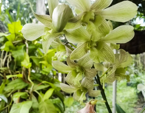Flores Detalhadas Orquídea Dendrobium Verde Com Interessantes Veias Escuras Jardim — Fotografia de Stock