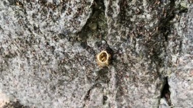 İlginç mum reçine borulu yuvası gri bir kaya üzerinde i. arılar. Onların kovan üzerinde uçan Tetragonisca angustula speciments.