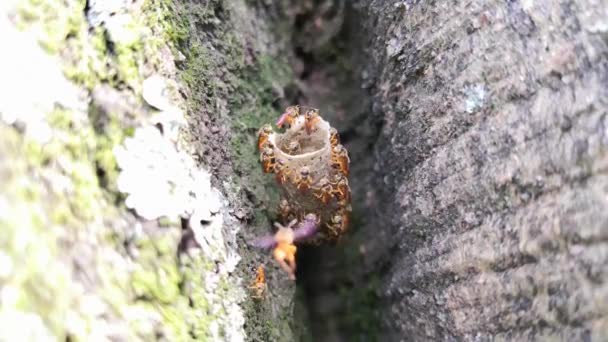 Close Interessante Comunidade Eusocial Insetos Alados Tetragonisca Angustula Abelhas Sem — Vídeo de Stock