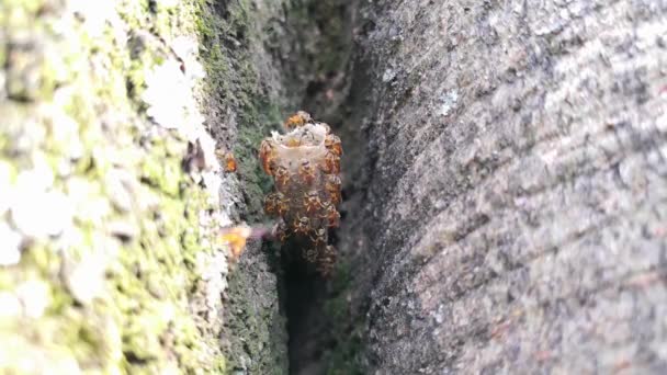 Tetragonisca Angustula の標本は 針のないハチ飛んで ワックスの中に住んでいるチューブの巣や蜂の巣 — ストック動画