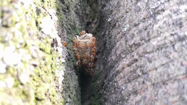 Tetragonisca Angustula Stingless Včel Jejich Hnízdo Trubice Vosk — Stock video