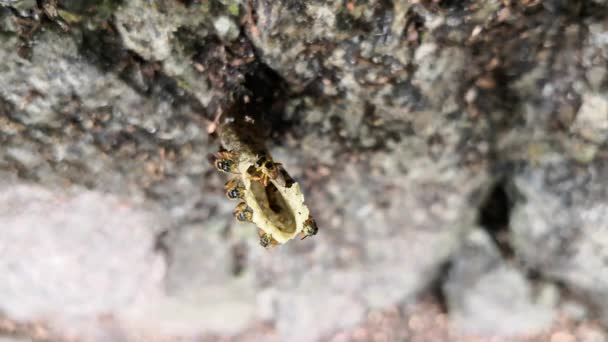 Abeilles Entrant Dans Leur Nid Recouvert Pollen Sur Leurs Jambes — Video