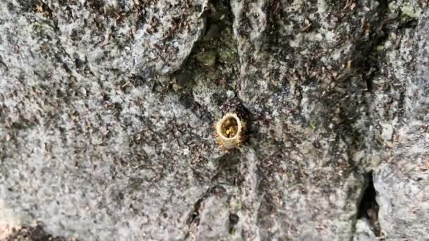 Intéressant Nid Tubulaire Résine Cire Abeilles Acariens Sur Une Roche — Video