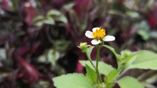 Beautiful Detail Bidens Pilosa Flower White Petals Yellow Center Prairie — Stock Video