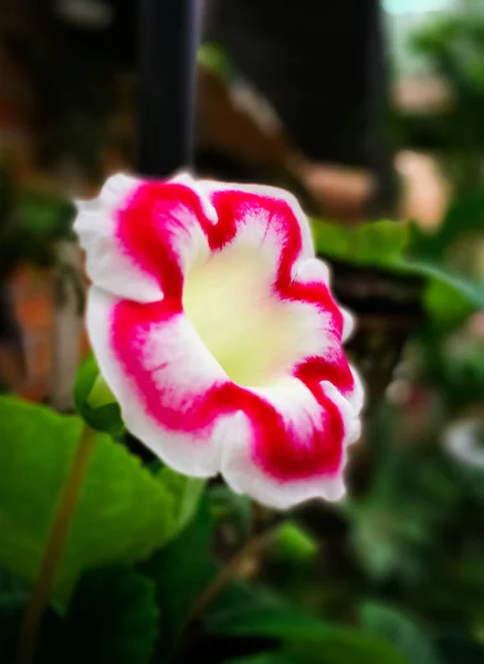 Красива Біла Квітка Вигнутими Лініями Інтенсивного Рожевого Або Фуксії Оточують — стокове фото