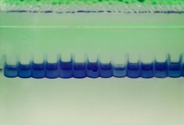 Protein ayrılması için bir elektroforez Close-up. Arabellek yükleme mavi renk ile şerit görülmektedir. Soyut bir bilimsel araştırma tekniği vizyonu.