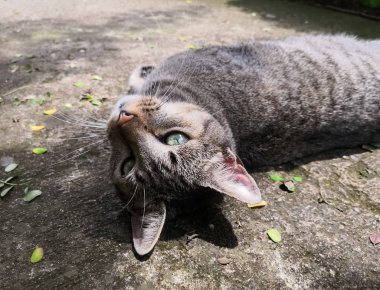 Banliyöde, beton zemin üzerinde bir gün zevk güzel masmavi gözleri ile gri çizgili kedi. Oynak hayvan pet.