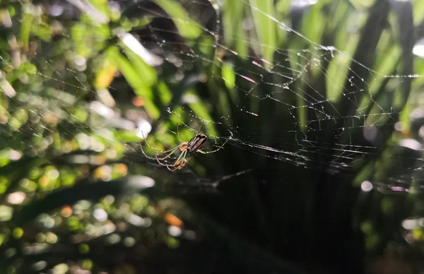 有阳光叶子背景的球状织工蜘蛛或黄蜂蜘蛛 蓝色和黄色的 Argiope Bruennichi 异国情调和热带蜘蛛 — 图库照片