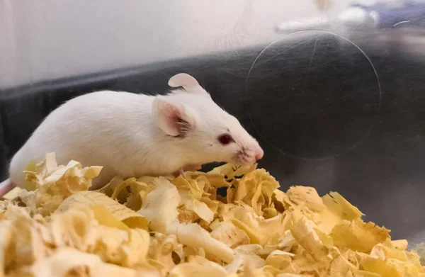 Albino White Lab Mouse Its Scientific Experiment Box Soft Wooden — Stock Photo, Image