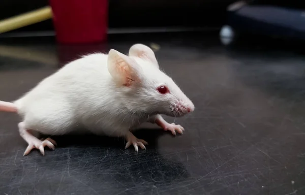 Albino laboratory mouse on a black experiment desk. BALB/c strain for scientific experiments and medical tests on animals.