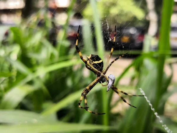 Впечатляющий Образец Argiope Argentata Паук Паутине Интенсивными Жёлтыми Чёрными Цветами — стоковое фото