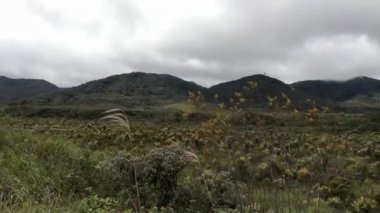Purace Ulusal Tabiat Parkı Kolombiya paramo rüzgarlı ve bulutlu gün. Yosunlar ve frailejones (Espeletia) de dahil olmak üzere and Dağları'nda bitki örtüsü. Neotropics soğuk havalarda.