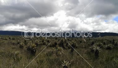 Frailejones, Espeletia, Purace paramo Kolombiya. Büyük bitkiler, nesli tehlike altında olan iklim değişikliği ve endemik bu neotropical yüksek dağ ekosistem üzerinden tarafından