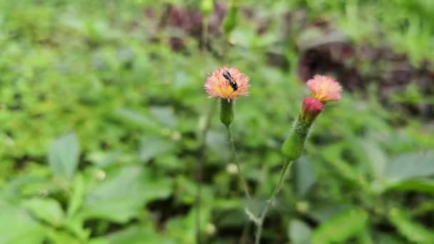 一个黑色的小蜜蜂授粉粉红色的花的细节 另一只蜜蜂授粉邻近的花 — 图库视频影像