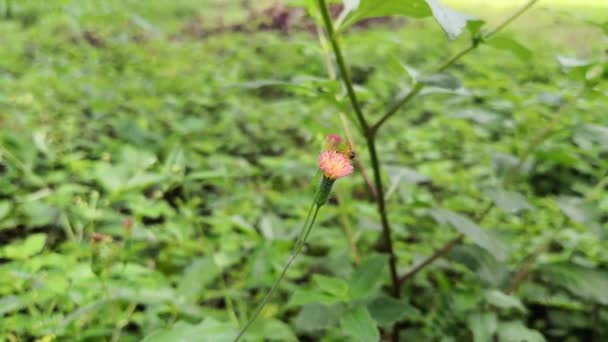 Маленькая Желтая Пчела Опыляет Маленький Розовый Цветок Ползучего Чертополоха — стоковое видео