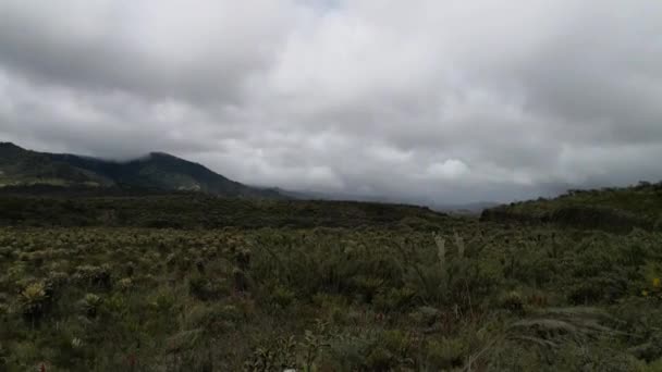 哥伦比亚西南部普拉斯国家自然公园安第斯山脉的帕拉莫生态系统全景 气候变化对植被造成了危害 特别是苔藓和小苔 — 图库视频影像