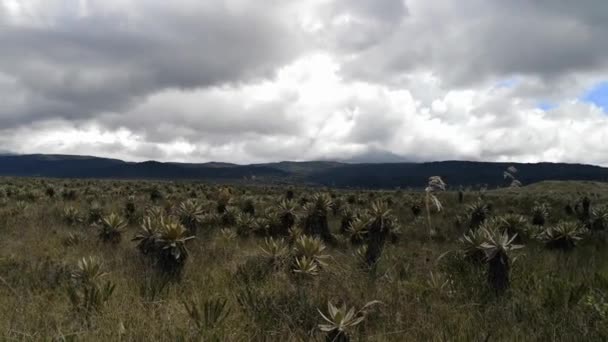 Frailejones Espeletia Purace Paramo Kolumbien Großpflanzen Vom Klimawandel Bedroht Und — Stockvideo