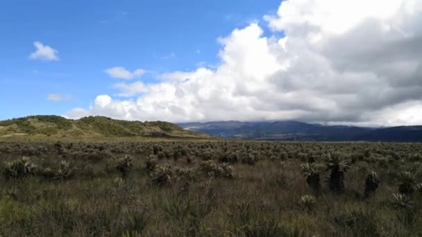 Purace Národní Park Kolumbii Ekosystém Parama Vysoké Hory Neotropics Rostliny — Stock video