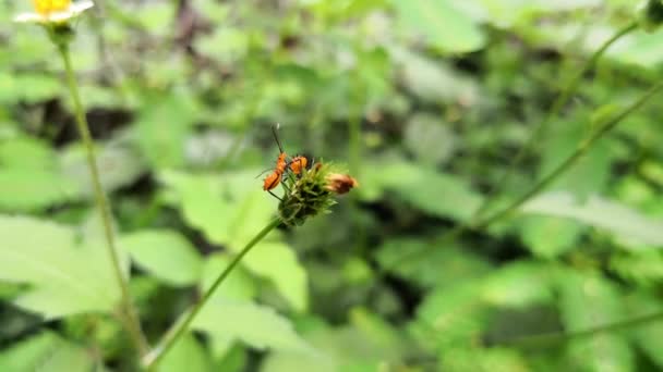 Petite nymphe ou insecte juvénile de la grande punaise de l'asclépiade, Oncopeltus fasciatus, sur une fleur sauvage flétrie. Détail de son corps orange recouvert d'épines noires avec de longues antennes et pattes .