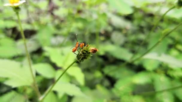 Liten Nymf Eller Juvenil Insekt Stora Milkweed Bugg Oncopeltus Fasciatus — Stockvideo