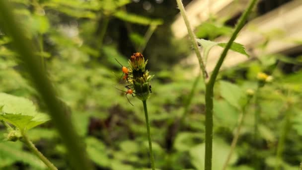 Para Nimfy Lub Młodych Owady Dużych Milkweed Błąd Oncopeltus Fasciatus — Wideo stockowe